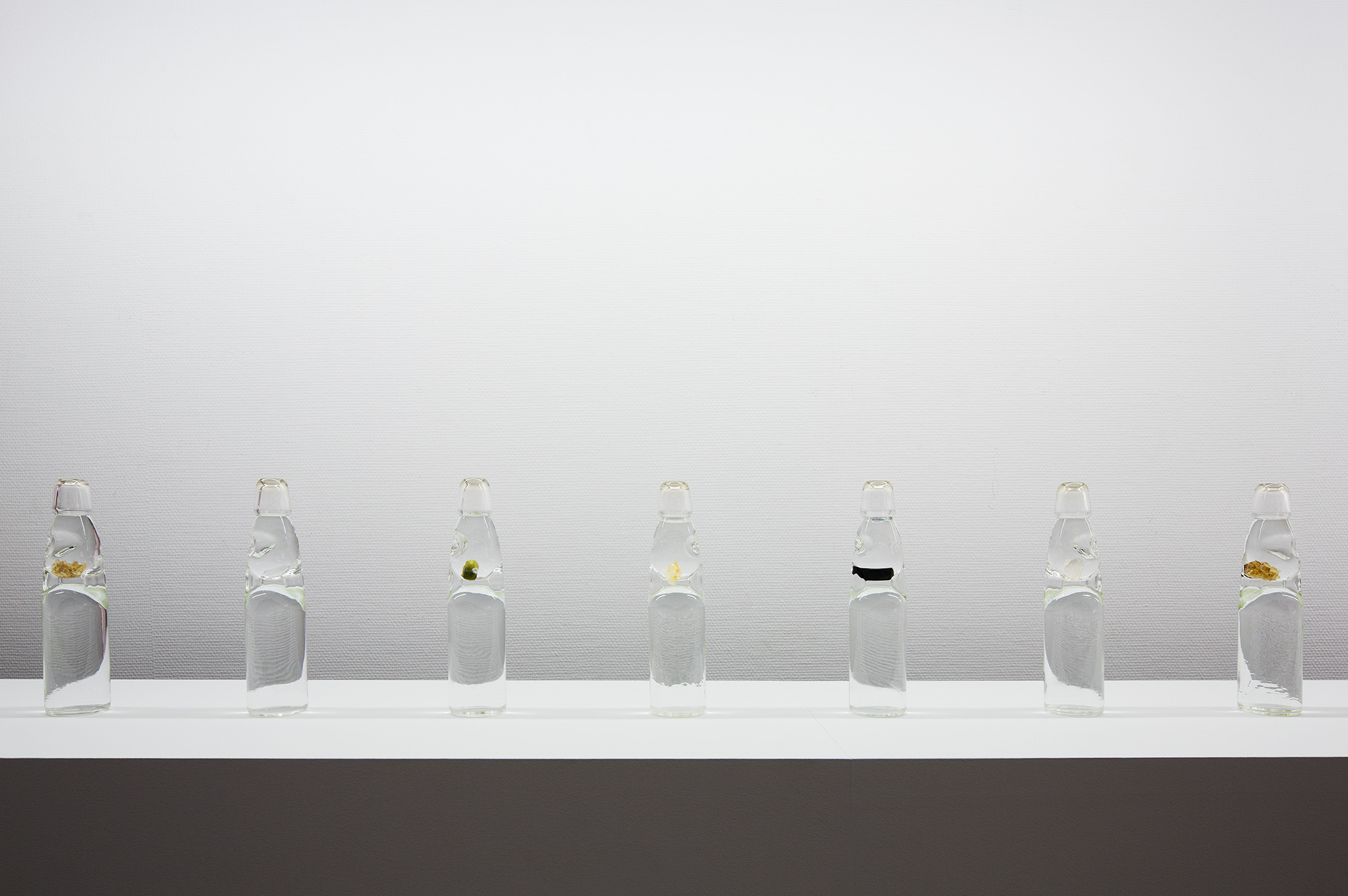 カラスザメ　標本 カラスザメ | 魚類 | 市場魚貝類図鑑